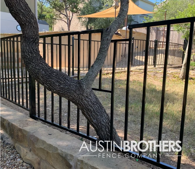Custom slots built into a black iron fence to let a tree grow through.