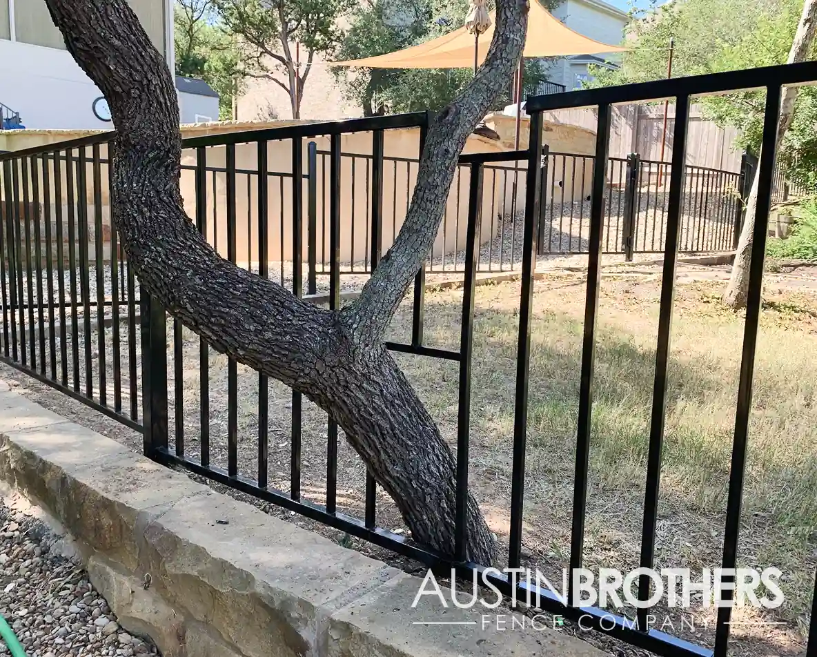 Black iron fence with custom spaces created to let a tree grow through.
